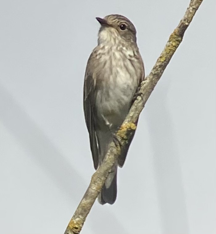 Бөртөт намнаахай - ML642126545