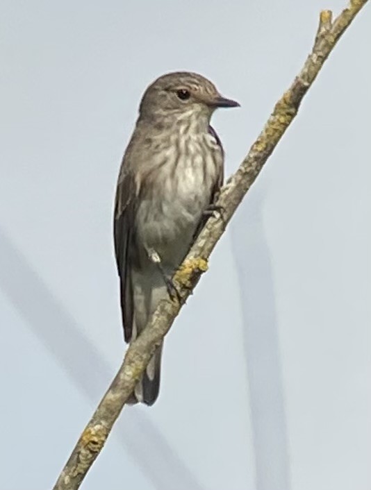 Бөртөт намнаахай - ML642126546