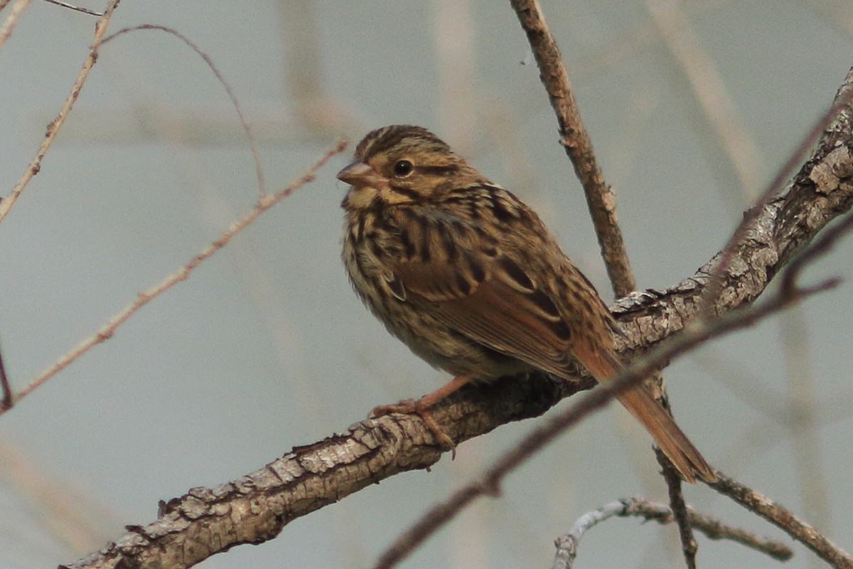 White-throated Sparrow - ML642126548