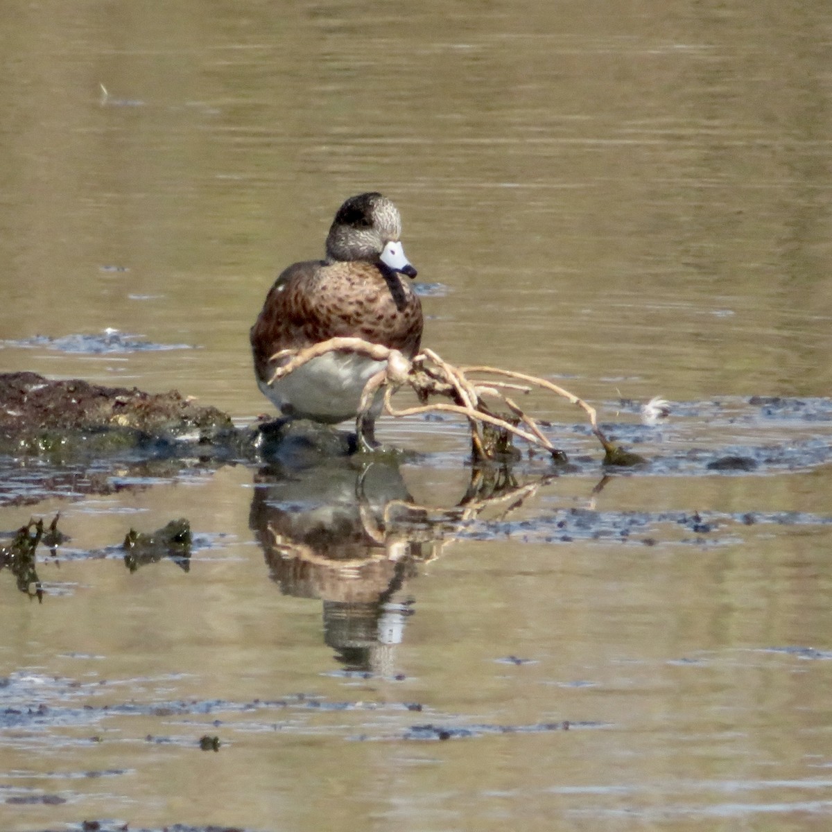American Wigeon - ML642126549