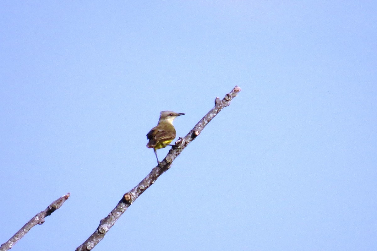 Picabuey - ML642126552