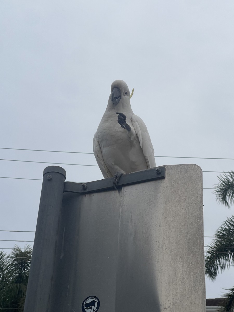 Sulphur-crested Cockatoo - ML642126583