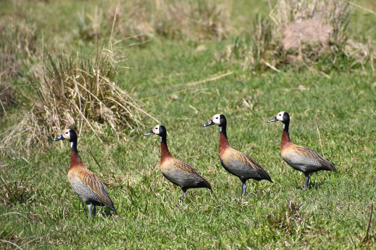 White-faced Whistling-Duck - ML642126601