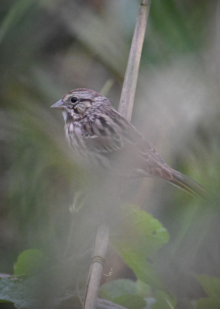 Song Sparrow - ML642126611