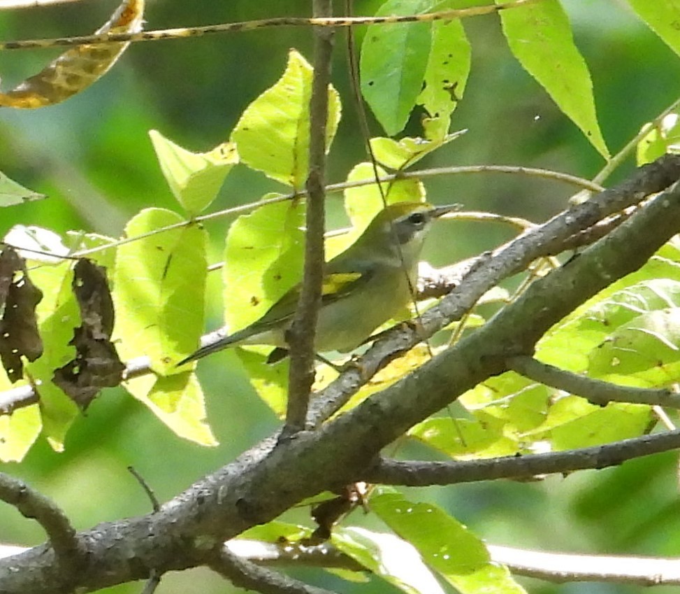 Golden-winged Warbler - ML642126612