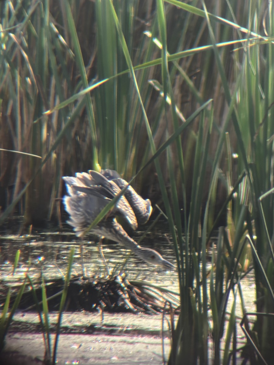 Yellow-crowned Night Heron - ML642126617