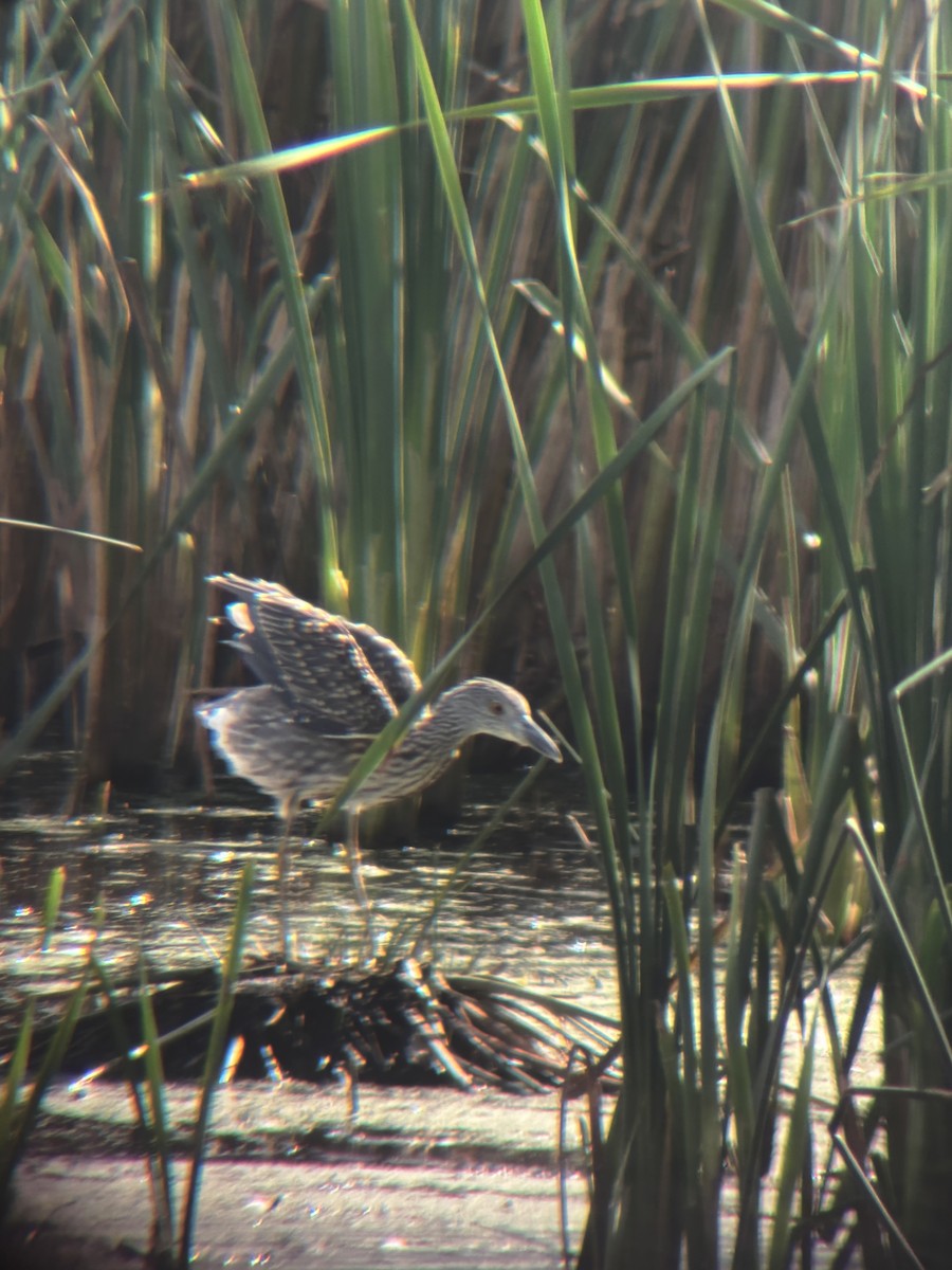 Yellow-crowned Night Heron - ML642126618
