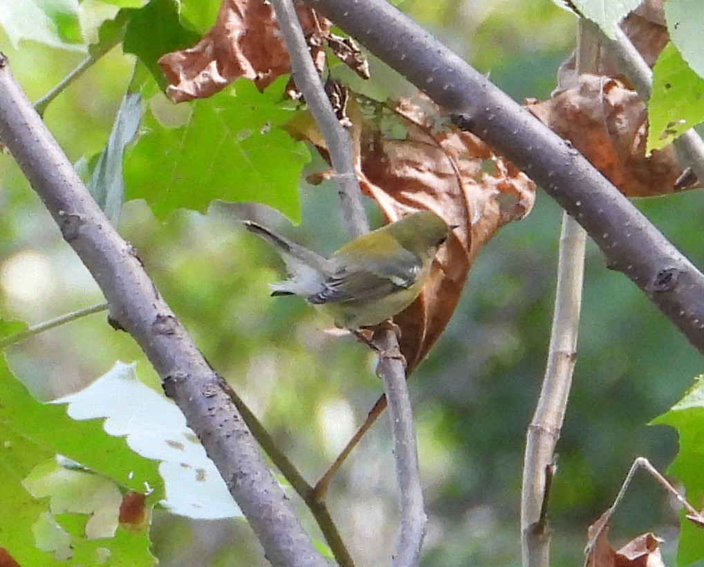 Northern Parula - ML642126632