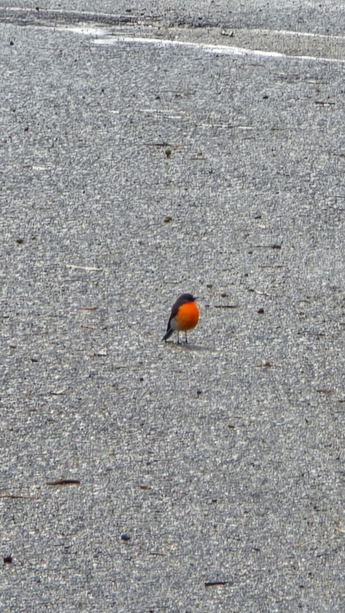 Flame Robin - ML642126633