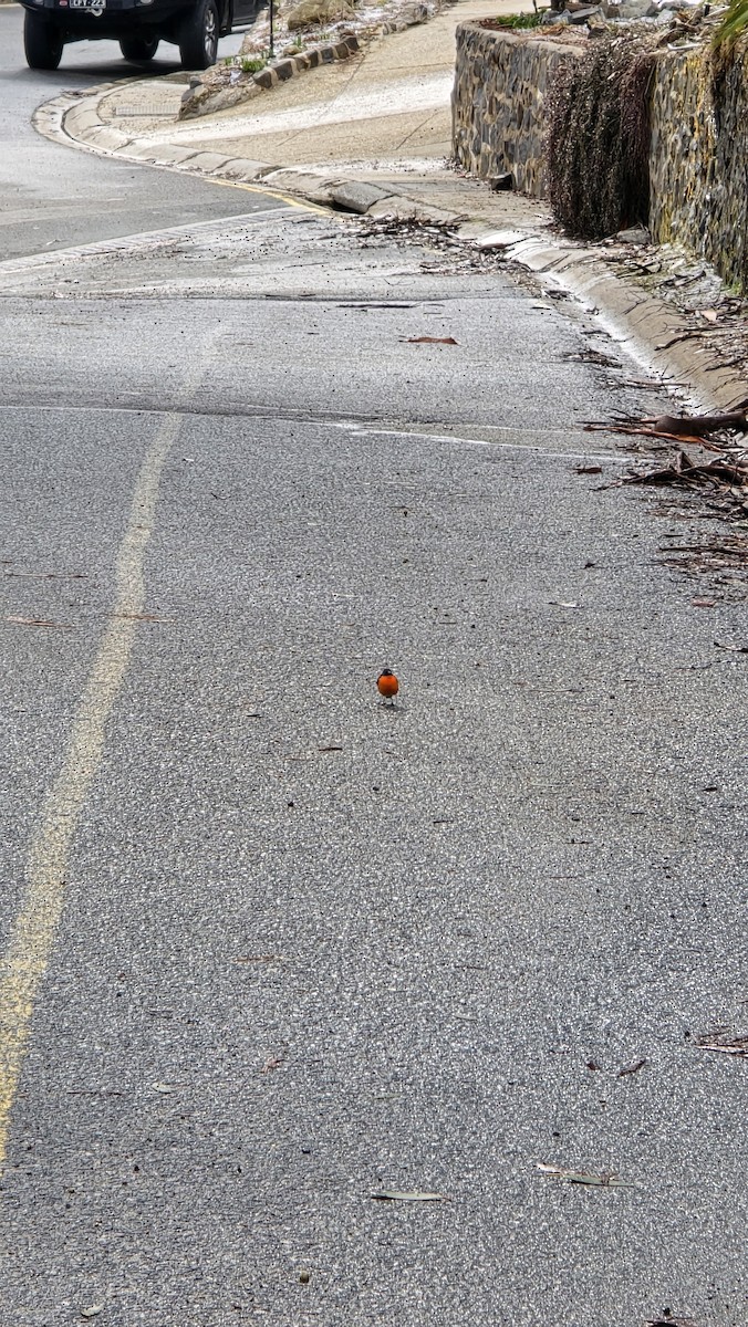 Flame Robin - ML642126636