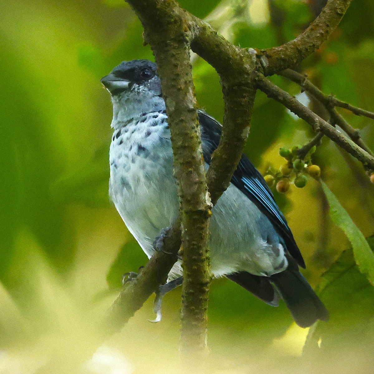 Azure-rumped Tanager - ML642126642