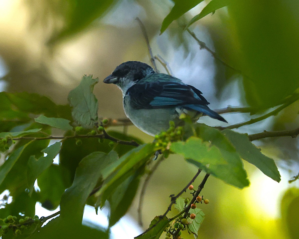 Azure-rumped Tanager - ML642126643