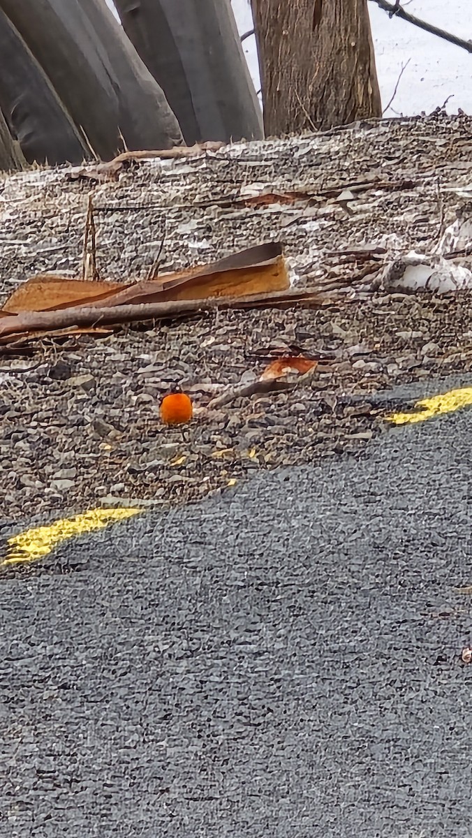Flame Robin - ML642126644