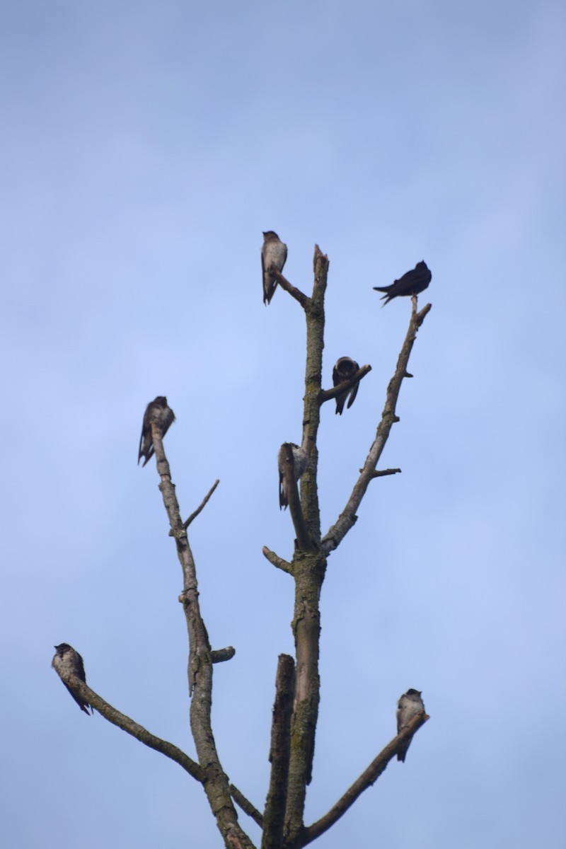 Purple Martin - ML642126664
