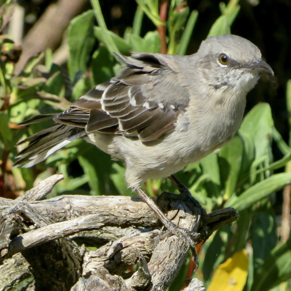Northern Mockingbird - ML642126667