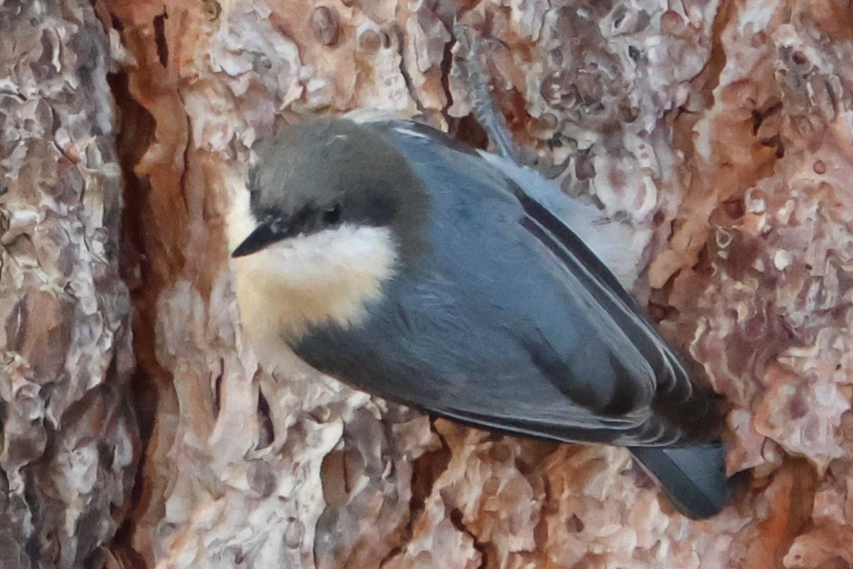 Pygmy Nuthatch - ML642126693