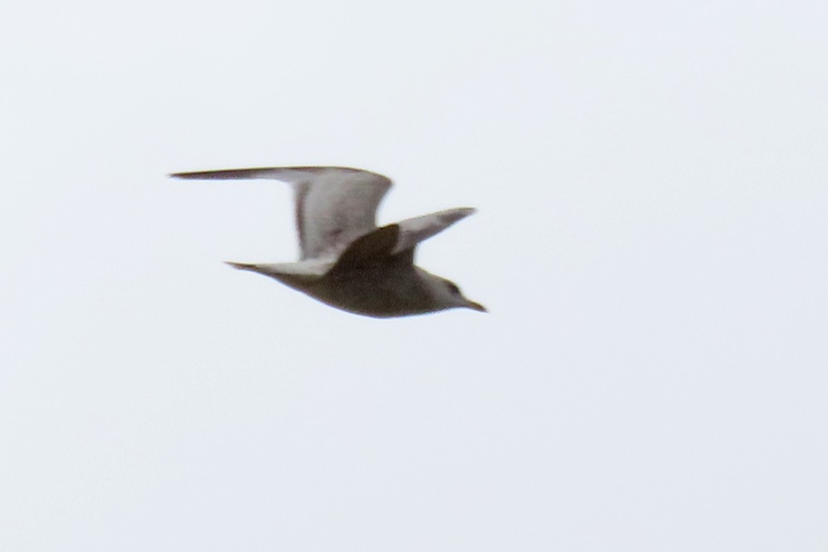 Ring-billed Gull - ML642126697