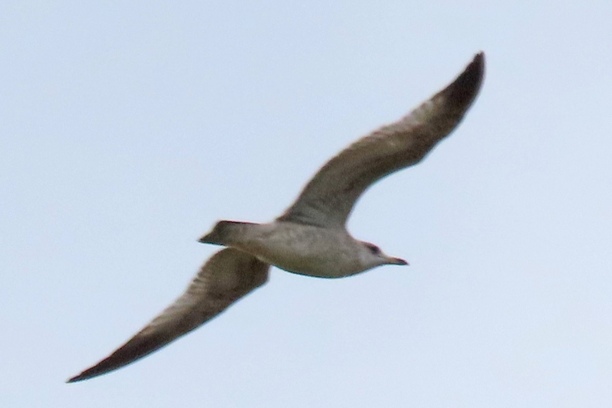 Ring-billed Gull - ML642126698