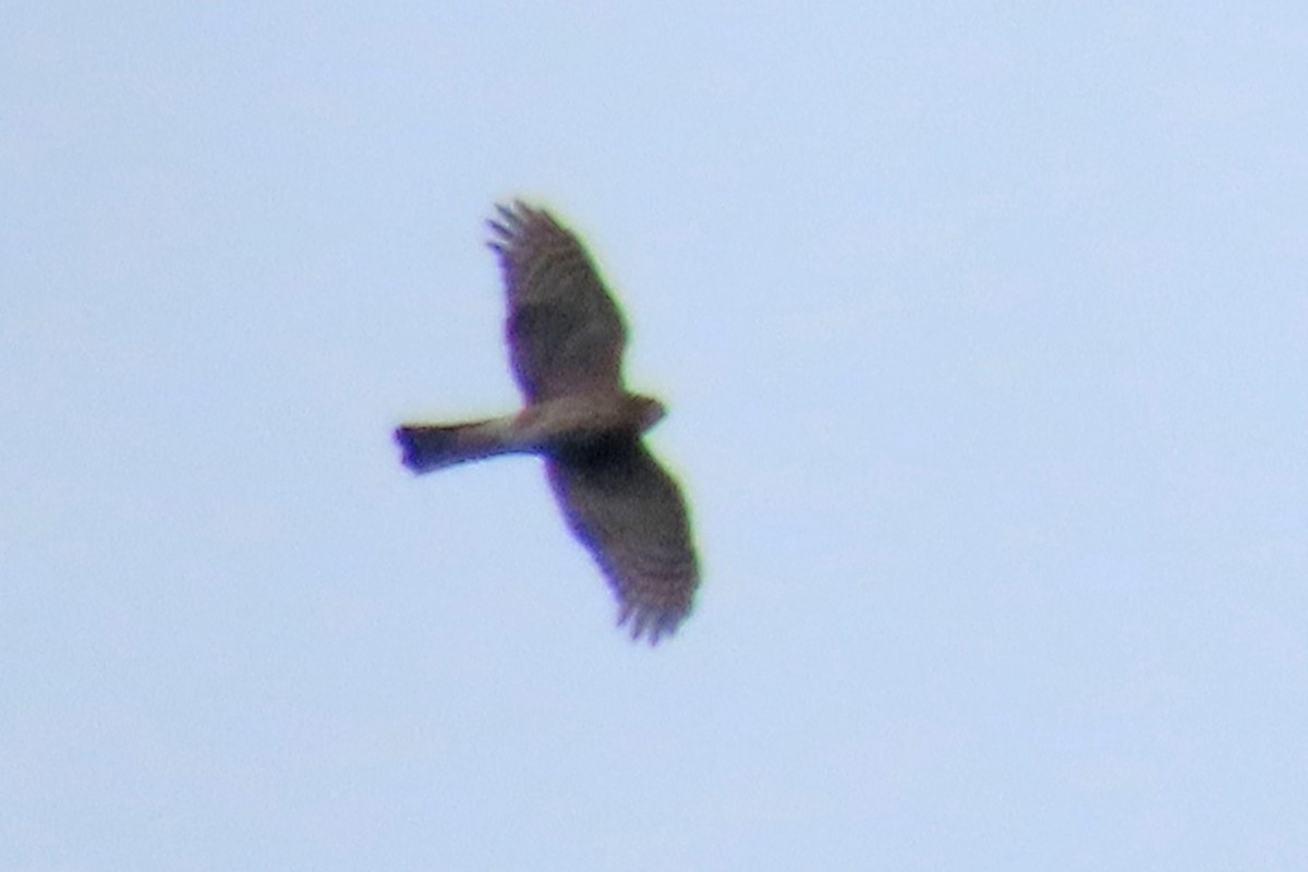 Sharp-shinned Hawk - ML642126709