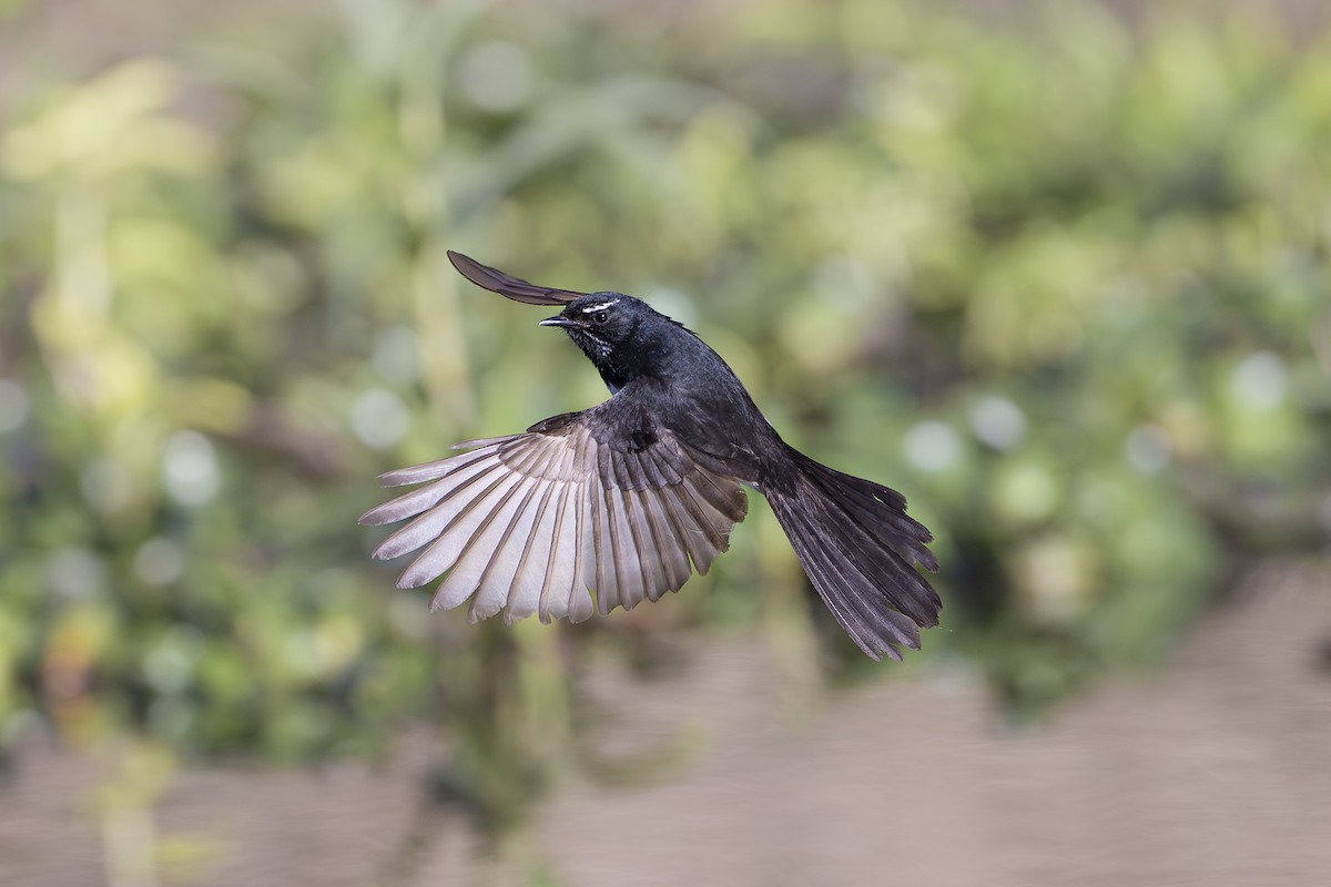 Willie-wagtail - ML642126710