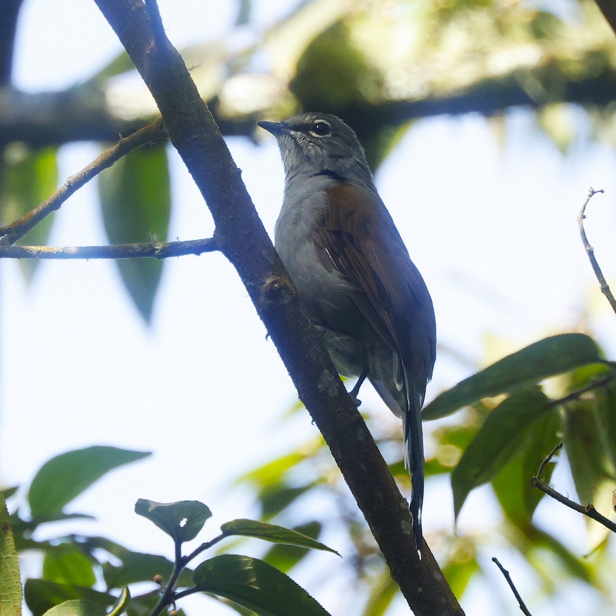 Brown-backed Solitaire - ML642126711