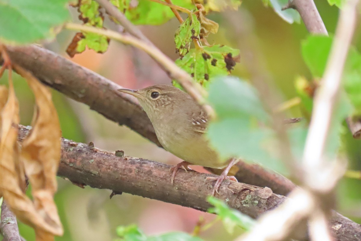 Northern House Wren - ML642126723