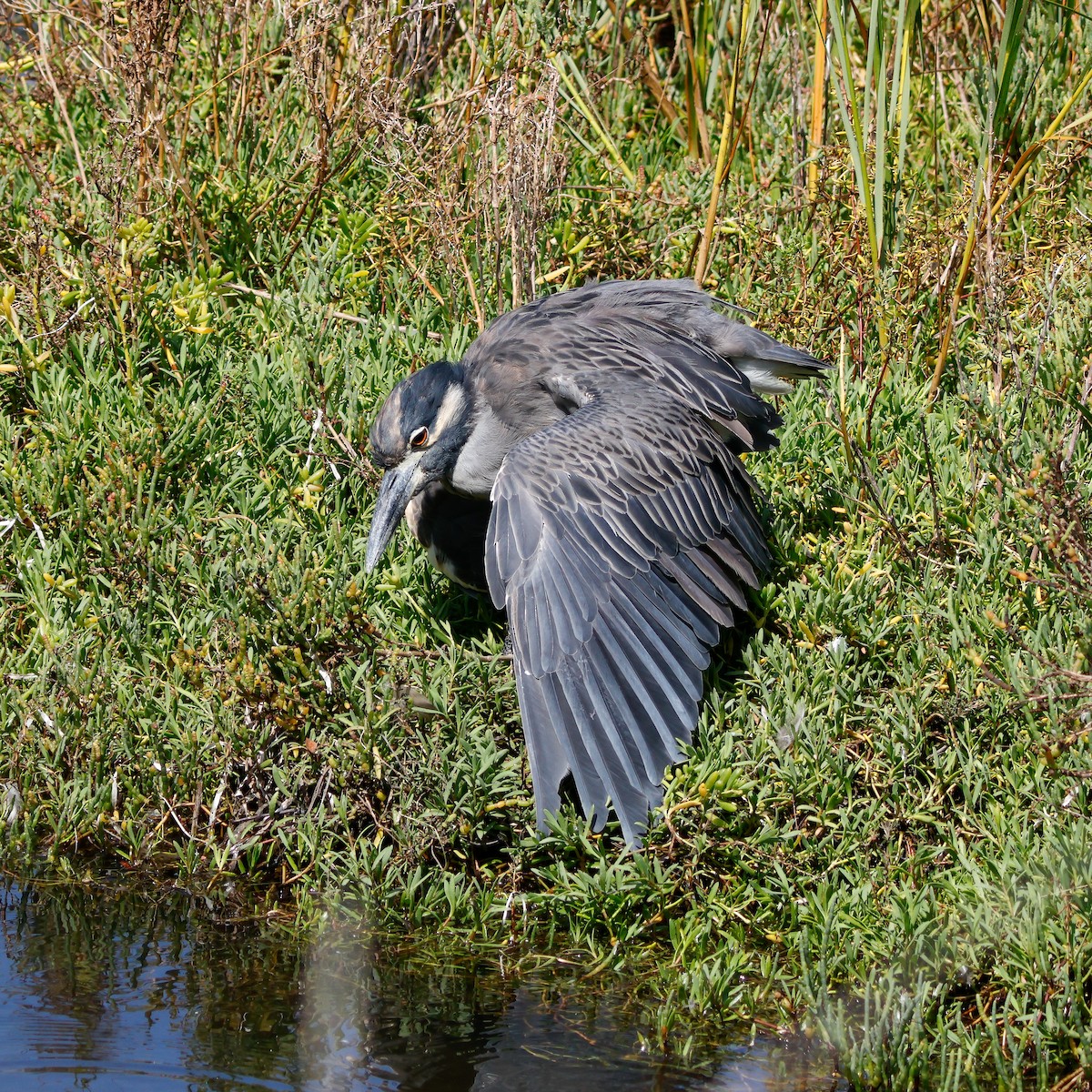 Yellow-crowned Night Heron - ML642126727