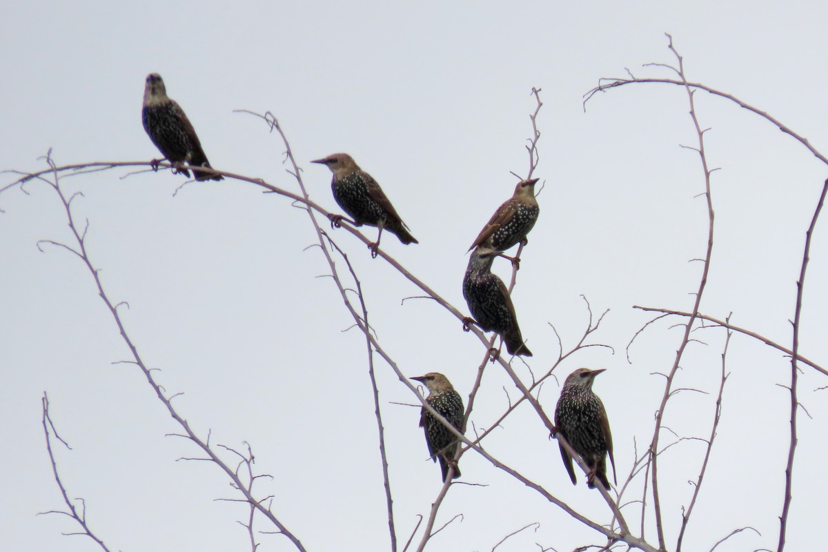 European Starling - ML642126728