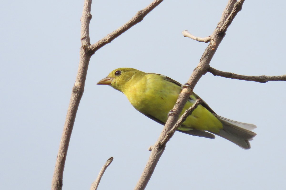 Scarlet Tanager - ML642126748