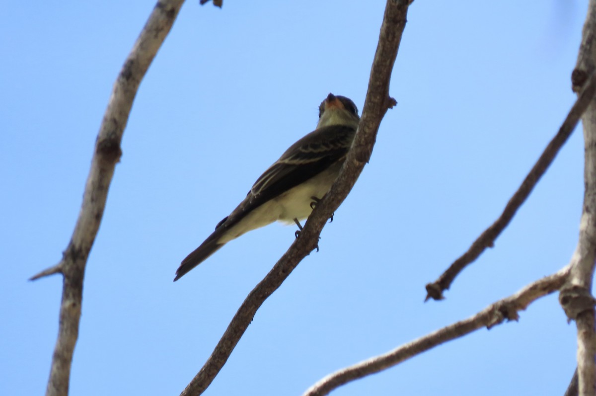 Western Kingbird - ML642126754