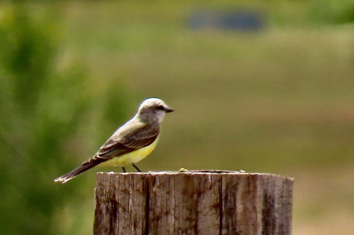 Western Kingbird - ML642126756