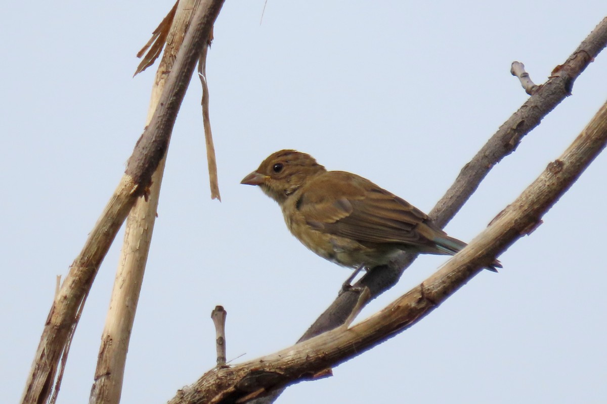 Indigo Bunting - ML642126757