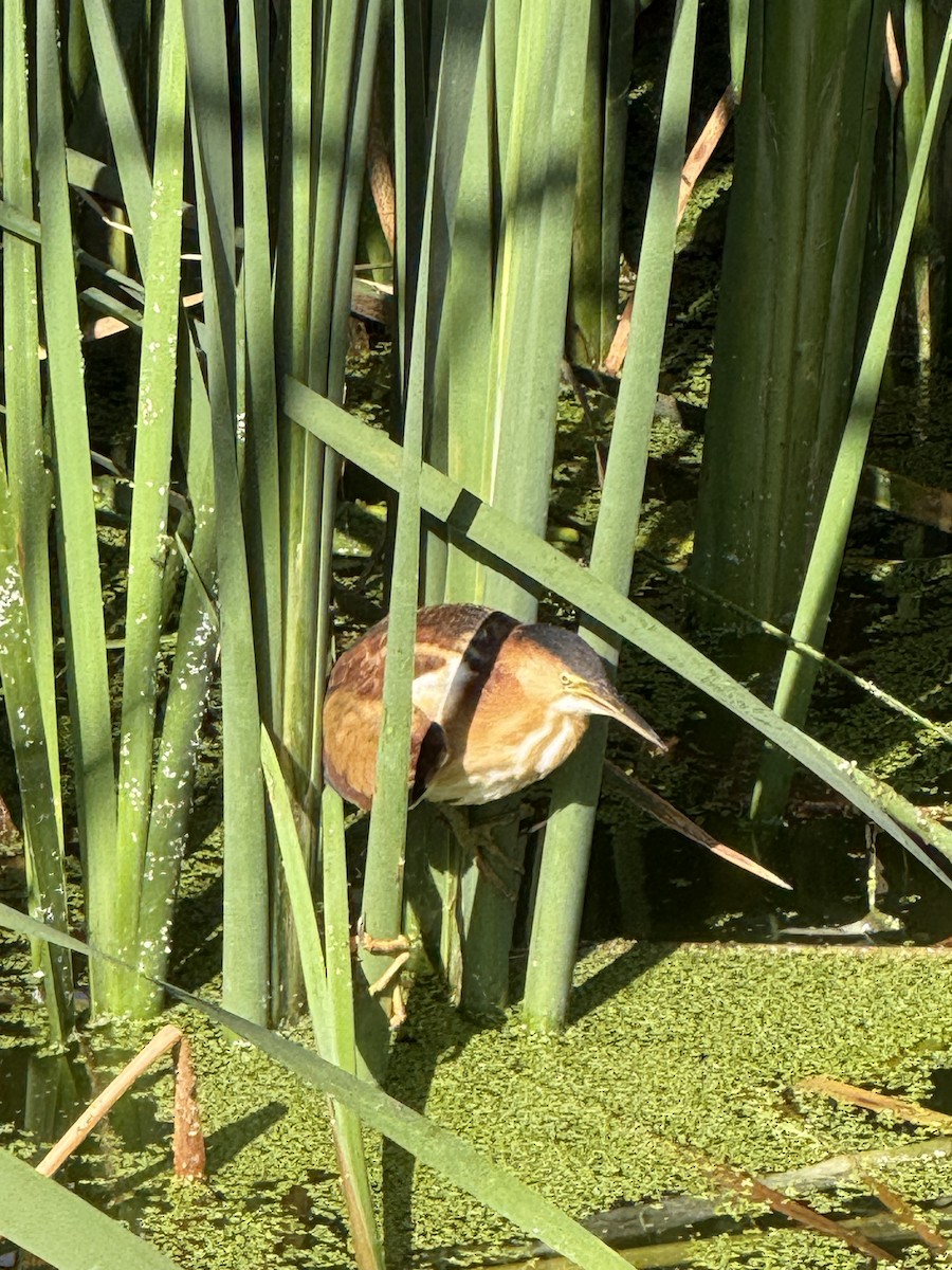 Least Bittern - ML642126776