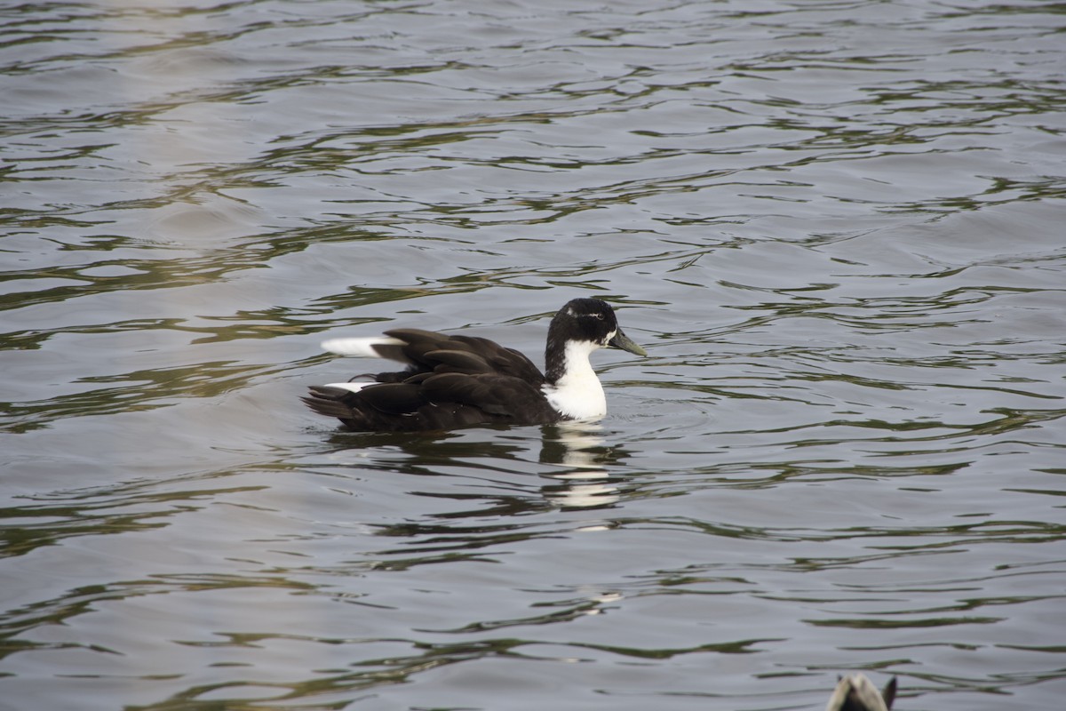 Mallard x American Black Duck (hybrid) - ML642126792