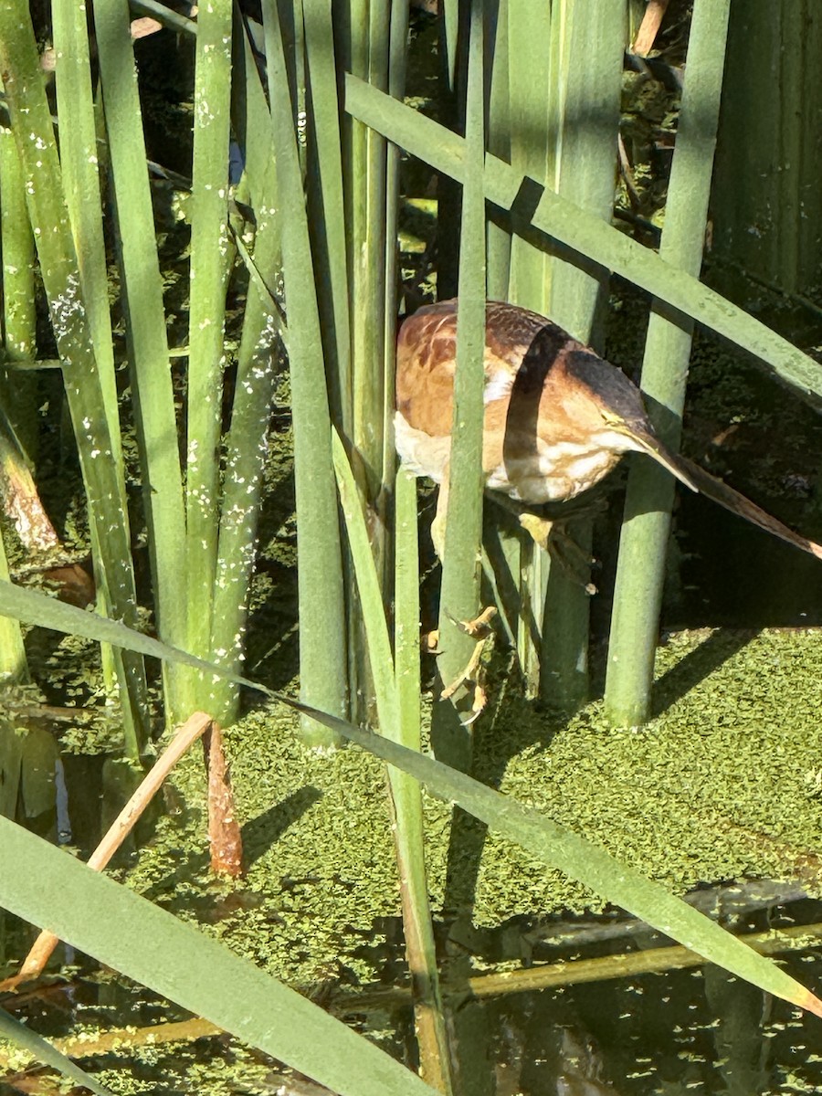 Least Bittern - ML642126800