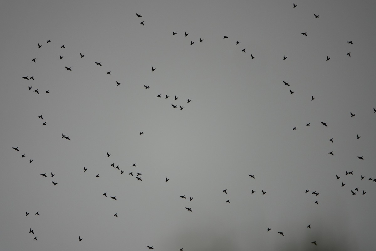 Barred Parakeet - ML642126811