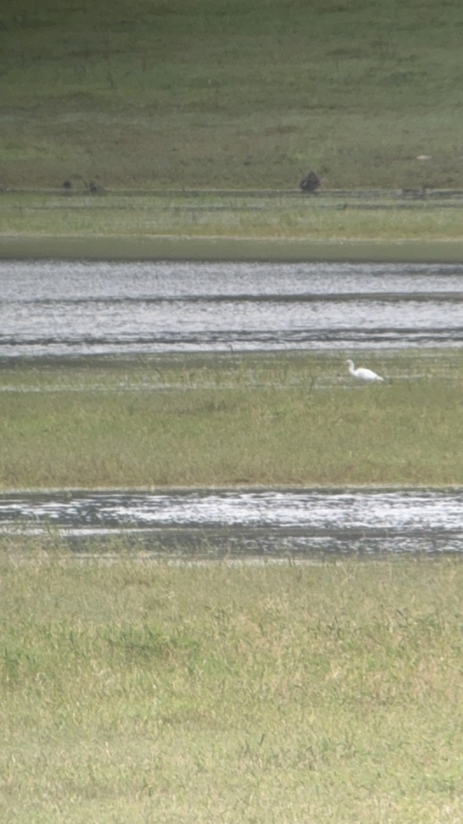 Little Blue Heron - ML642126813