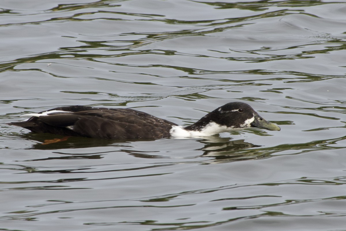 Mallard x American Black Duck (hybrid) - ML642126820