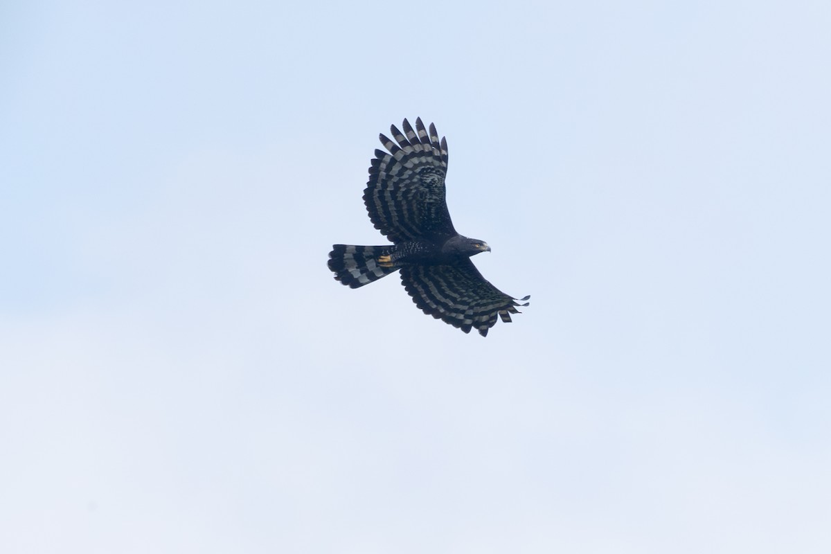 Black Hawk-Eagle - ML642126821
