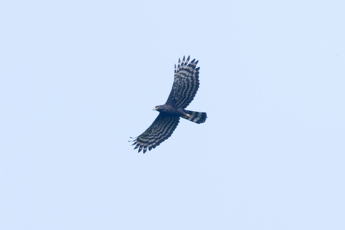 Black Hawk-Eagle - ML642126822