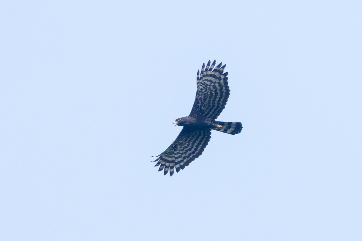 Black Hawk-Eagle - ML642126823