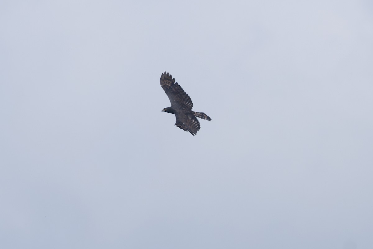 Black Hawk-Eagle - ML642126824