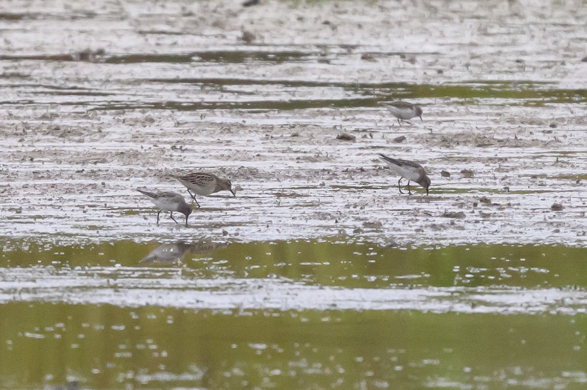 bonapartesnipe - ML642126843