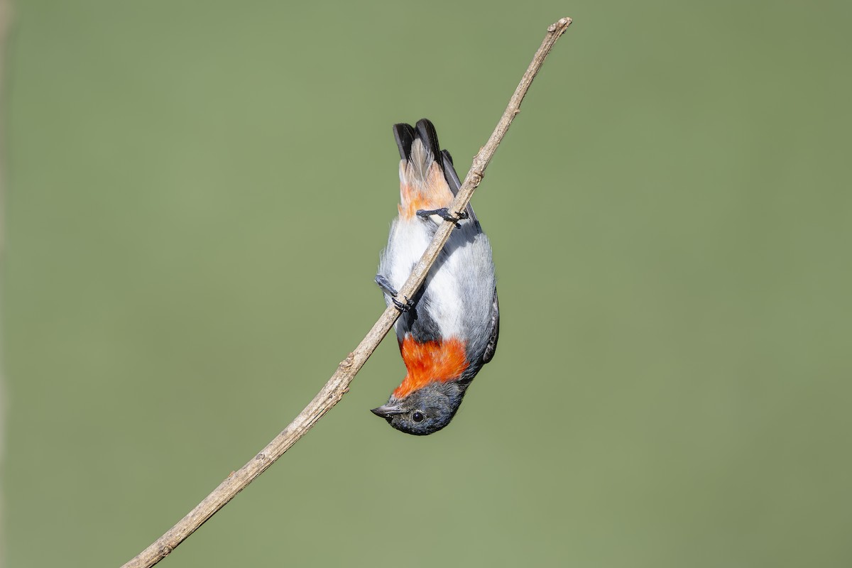 Mistletoebird - ML642126844