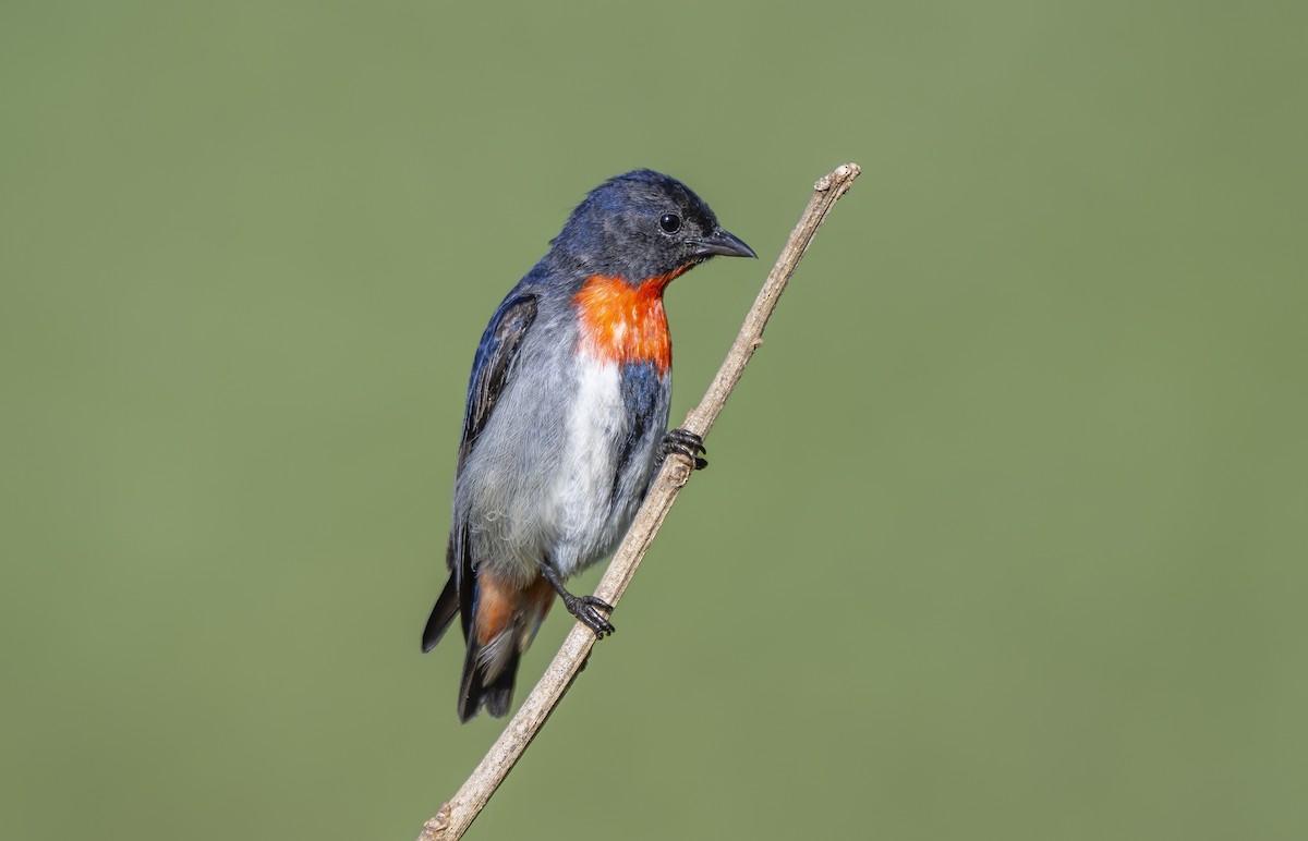 Mistletoebird - ML642126850