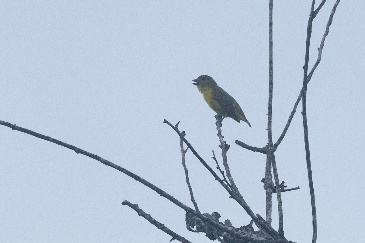Thick-billed Euphonia - ML642126875