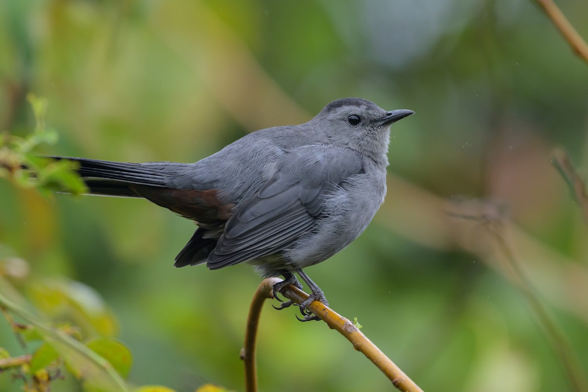 Gray Catbird - ML642126876