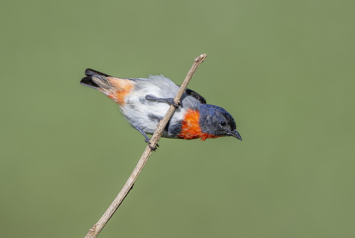 Mistletoebird - ML642126877