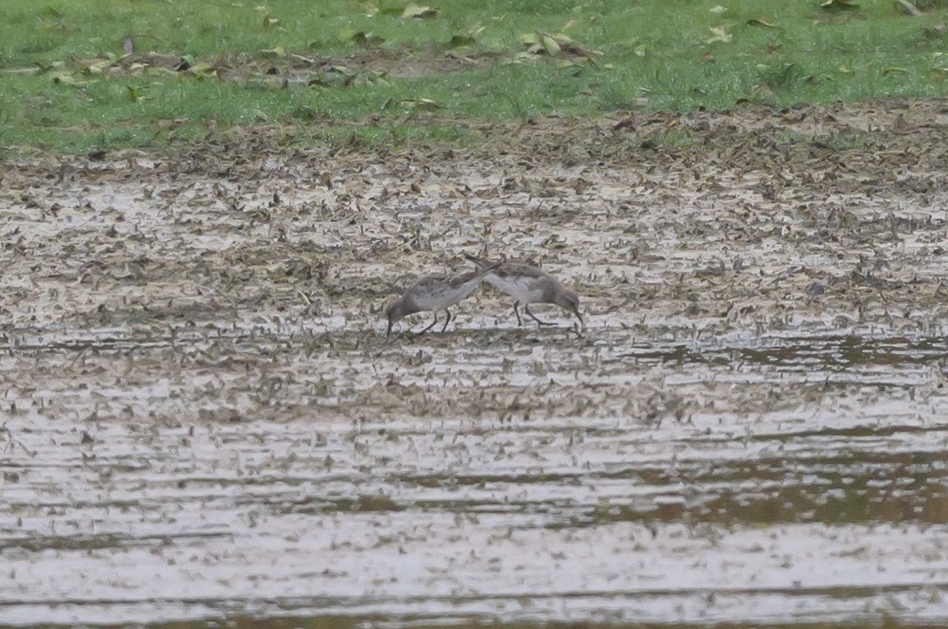 bonapartesnipe - ML642126899