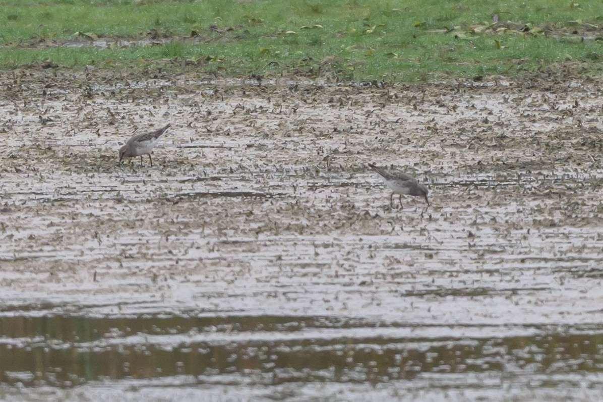 bonapartesnipe - ML642126900